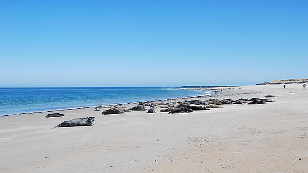 Seals laying on the wide beach of Heligoland 
